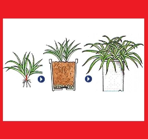 Amazon.co.jp: 観葉植物 水栽培 アオオリヅルラン（班無し）子株10株