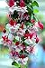 Hot Sale! 200pcs Fuchsia Flower,lantern flower seeds,Bell Flower, Lantern Begonia,bonsai flower seeds,plant for home & garden
