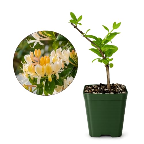 Honeysuckle Plant Live, White Fragrant Japanese Climbing Vine, 2-Inch Pot