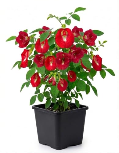 Image of New Live Red Aparajita Flower Plant with Pot | Rare Red Butterfly Pea Clitoria Ternatea Creeper | Fast Growing Medicinal Flowering Climber for Home Garden Balcony Terrace Outdoor Decor | Pack of 1