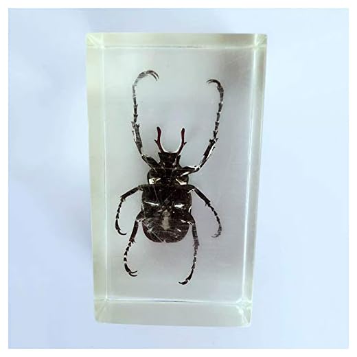 FHUILI 3 st insektsspecifikationer – grön knapp & böjd klämma skalbagge & horn insekt inbäddade prov – kristall harts lärande insekt prov – för biologisk forskning lärande