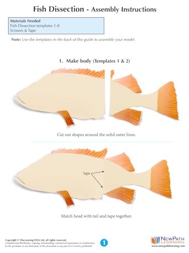 Image of NewPath Atlantic Perch Fish Dissection 3-D Paper Model Making Kit - Individual Student Edition (17-7747)