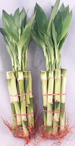 Paquete de 20 tallos de bambú recto de la suerte de 8 pulgadas