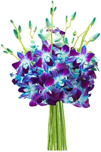 KaBloom PRIME NEXT DAY DELIVERY - Mothers Day Collection - Exotic Sapphire Orchid Bouquet of 10 Blue Orchid .Gift for Birthday, Sympathy, Anniversary, Easter, Mothers Day Fresh Flowers
