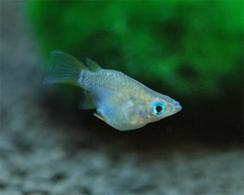 変わりメダカって何 特徴から代表種まで解説 飼育難易度ランキングも トロピカ