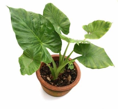 Thanal Athi/Elephant Ear Fig/Shade Fig Live Plant (Home & Garden) Live Plant (Home & Garden) nt, Green Foliage (Pack of 1 High yield sapling plant)-image-18