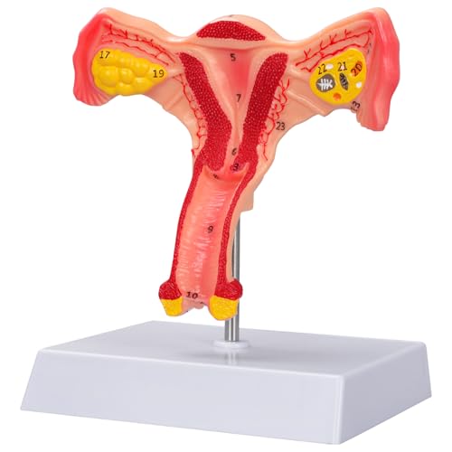 SimCoach Human Uterus and Ovary Anatomical Model, Female Reproductive Model for Medical Education, Gynecological Teaching Tool for Science Classroom & Training Demonstrations