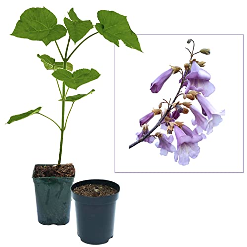 Blauglockenbaum Paulownia SHANDONG schnellwachsend - auch bekannt als Kiri-Baum, Kaiserbaum mit blauvioletten & glockenförmigen Blüten als Wertholz & Schattenbaum (5x 2-3-Liter-Topf)