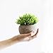 THE BLOOM TIMES 2 Pcs Small Fake Plants for Home Decor Indoor, Artificial Faux Potted Greenery for House Office Decorations