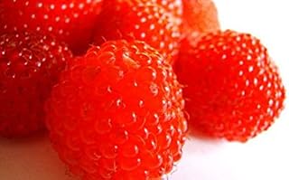 Red Berries - Candle & Soap Fragrance Oil (16 oz)