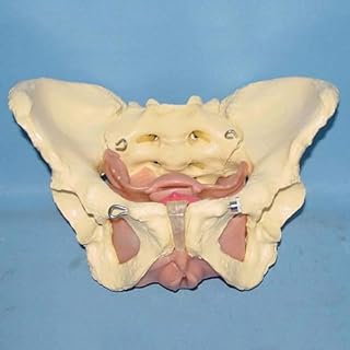 Modello anatomico del bacino femminile con organi rimovibili e muscoli del pavimento pelvico dettagliato da 27 cm. Insegnamento medico for medici. Apprendimento Dissezione