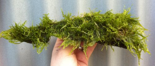 Mühlan Wasserpflanzen Wurzel bepflanzt mit Javamoos für Aquarium