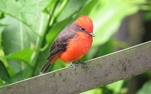 Home Comforts Area Kettle Landscape Rural Quindio Armenia, póster laminado de 20 x 30 pulgadas con colores brillantes e imágenes vívidas, se adapta