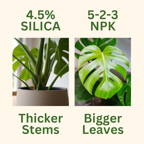Monstera Growth Power-Duo Bundle – Silica Strength + Plant Food miniatura 3