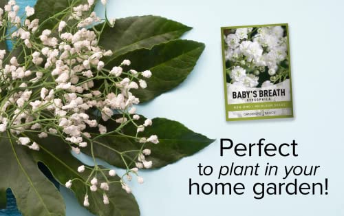 Baby's Breath Seeds For Planting Gpsophila - Beautiful Annual Cut Flower For Flower Arrangements And Beautiful In Flower Beds In Summer Gardens Too By Gardeners Basics #TOP2