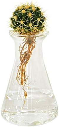 Amazon Cacti Aqua カクティアクア 水だけで育てるサボテン 水栽培 Cacti Aqua Mini 観葉植物 オンライン通販