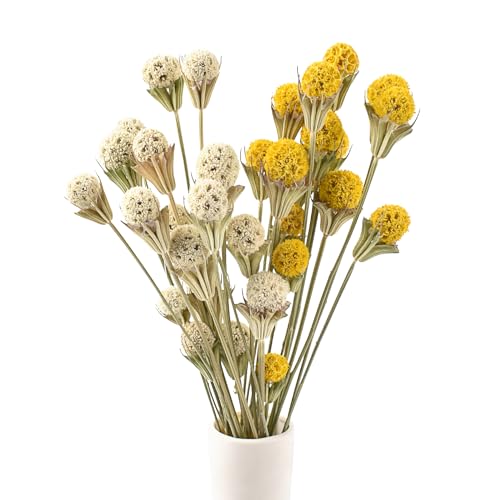 Ramo de flores secas de cardo, 36 piezas, 17 pulg. miniatura 1