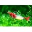 PREMIUM RED RILI