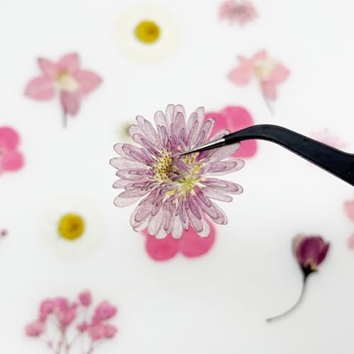 Cayway 40 flores secas prensadas naturales para manualidades miniatura 6