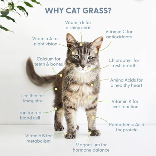 The Cat Ladies Organic Cat Grass for Indoor Cats - Growing Kit with Organic Seed Mix, Soil and Black Cat Planter. Natural Hairball Control and Digestion Remedy, Cat Gifts