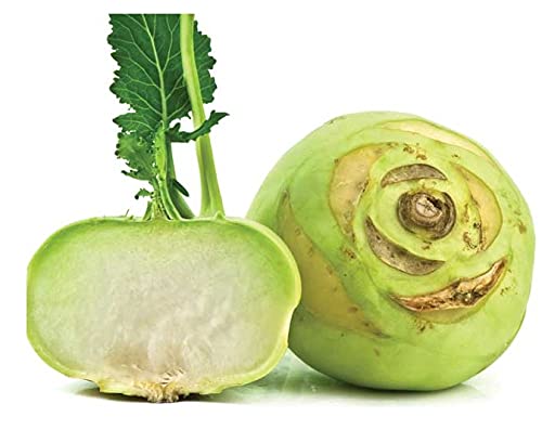 Early White Vienna Kohlrabi 150 - 72K Seeds Creamy Tender Microgreens Heirloom (150)