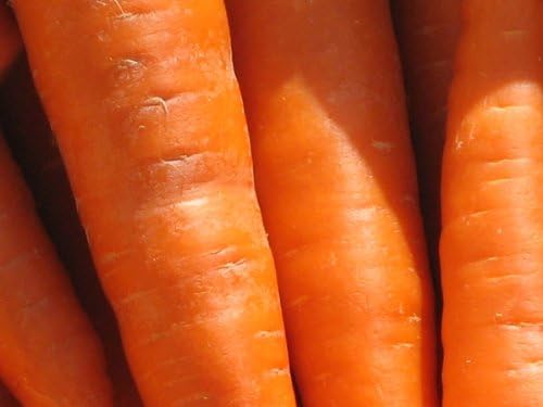 Amazon 無農薬無化学肥料にんじん ａ品 規格品 １０ｋｇ 産地希望選択あり 堀川農園 熊本県 常温便 保証対象外 おいしゅ る にんじん 通販