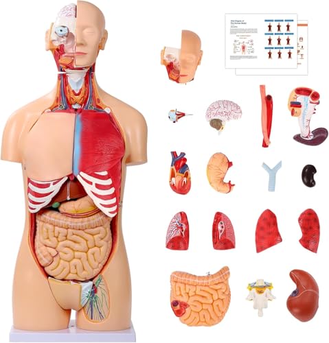 SOEPOTIX Torso Anatomy Model