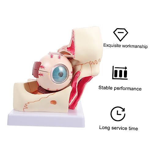 Modèle anatomique de l'œil en PVC durable pour une démonstration médicale claire - 2