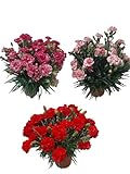 Clavel Pack 3 Plantas Naturales -3 Plantas de Clavel con 45 cm de Altura - CLAVEL SP