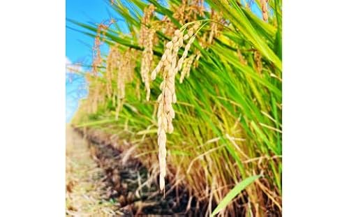 新米[令和7年産]ミルキークイーン 玄米 3kg 玄米といえば 茨城県産 ブランド米 [1667]