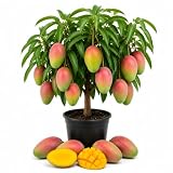 Kent Grafted Mango Live Plant, Tropical Fruit Tree Plant, 3 Gallon Pot