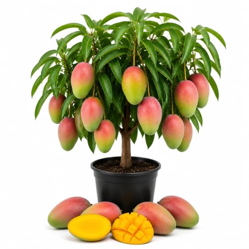 Kent Grafted Mango Live Plant, Tropical Fruit Tree Plant, 3 Gallon Pot