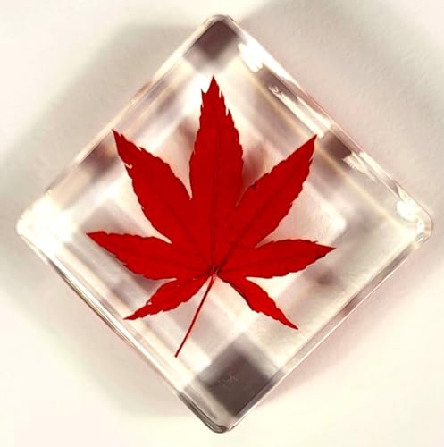 Image of 38mm Real Red Japanese Maple Leaf w /Golden Tint Under Light in Crystal Clear Lucite Resin Specimen Dried Pressed Botanist Herb Herbarium Crafts Collection Botany Science Education Ornament Display