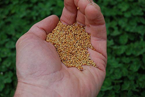 Mini Clover Lawn Seed Blends For Soil Improvement