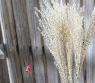 Miniatura 2 de 1 ramo de 8 cabezas hermosa decoración del hogar flores secas pampas silvestres pequeña caña flor flores artificiales