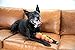 Outward Hound Squeaker Ballz - Hundespielzeug zum Apportieren - Größe M - 4er-Pack