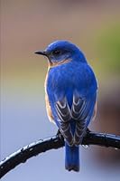 Blue Bird Journal: (Blue Bird Notebook, Blue Birds, Composition Book, Log Book, Diary, Bird Watching Notebook, Creative Writing, Poetry, 6 x 9, Medium, Ruled) (Volume 14) 1719318239 Book Cover