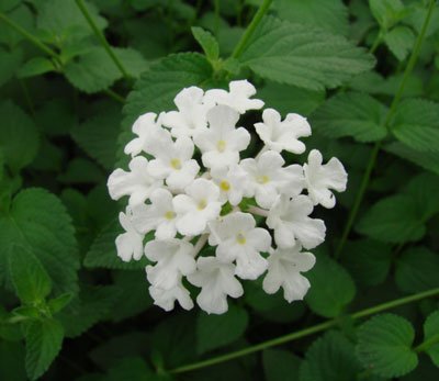 Creative Farmer Flower Seeds : Simpler'S Joy Mix White Seeds For Kid Gardening (13 Packets) Garden Plant Seeds