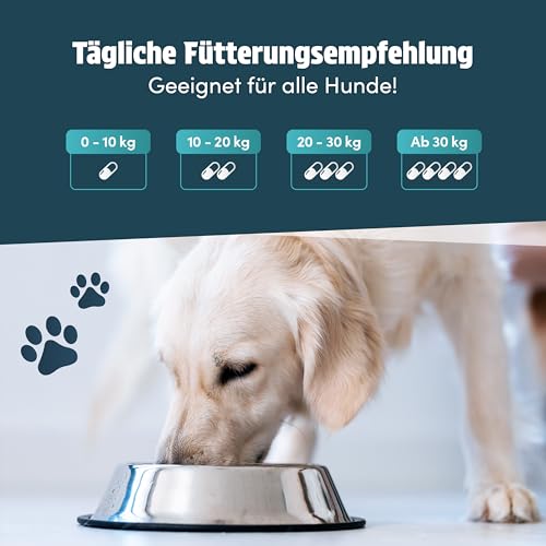 Napfpower Gelenktabletten Hund (125 STK.) mit Grünlippmuschel - Leckerli mit MSM, Teufelskralle, Glucosamin, Hyaluron & Kurkuma Unterstützt die Gelenke & Knochen