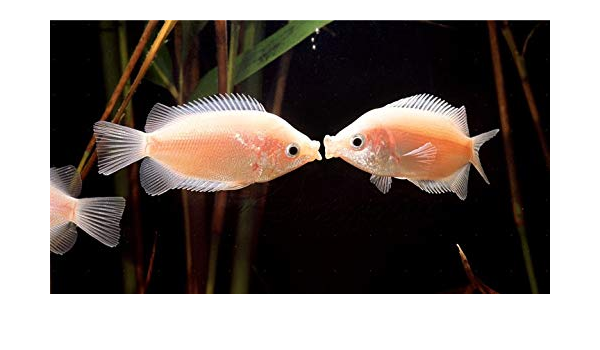 Amazon 熱帯魚 アナバス キッシンググラミー サイズ Sサイズ 5匹 増子水景 観賞魚 水中生物 通販 Amazon 熱帯魚 アナバス キッシンググラミー サイズ Sサイズ 5匹 増子水景 観賞魚 水中生物 通販