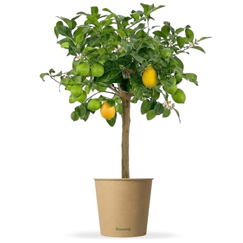Bloomify Zitronenbaum Zeus | 80 bis 110 cm | Fruchtreife Zitrone perfekt für Terrasse und Balkon | veredeltes Zitronenbäumchen | echte Zitruspflanze | Citrus Limon | Lemon Tree