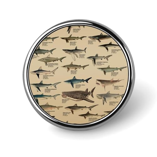 sobW u[`  T̎ Types of Shark sob` obW ANZT[ ی^  蕨 Mtg v[g