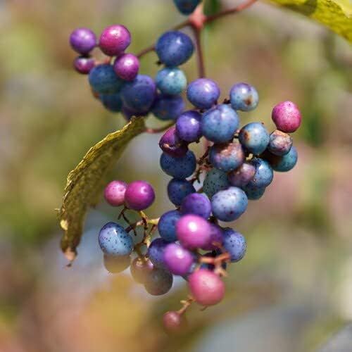 Amazon Co Jp 果樹苗 ブドウ 苗木 斑入り野ブドウ ノブドウ 野ぶどう 野葡萄 瑠璃姫 6号鉢 Diy 工具 ガーデン