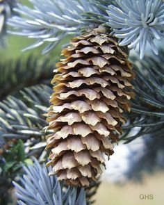 Hoopsii Picea - Super Blue Selection 2 - Year Live Plant #TOP6