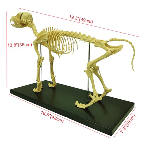 Intbuying S220274FBA Pvc Canine Skeleton Bone Model 19.3 Inchx7.9 Inchx13.8 Inch Standard Size Medical Anatomical Canine Dog Skeleton Model Display Lab Teach Veterinary Animals Animal Anatomical Model thumb #2