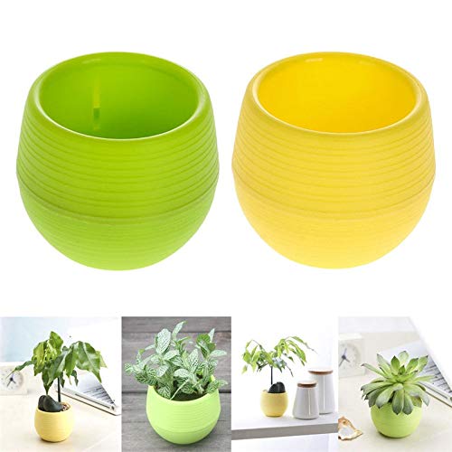 Small pots for Succulents Growing Amazon.in Garden & Outdoors