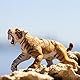 Safari 2797-29 Säbelzahntiger