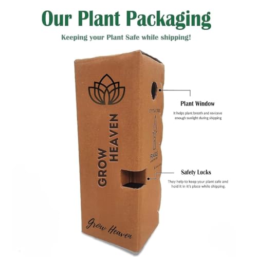 Image of live plants (ROSE FLOWER PLANT COMBO)