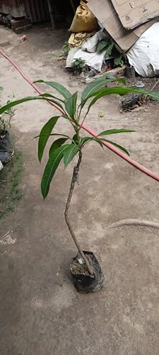 Image of Hatcher Mango Grafted Plant Fruit After 2-3 Years (Pack Of 1 Healthy Live Tree, Height 3 Feet) PB 53