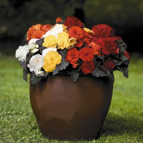 PREMIER SEEDS DIRECT - Begonia Tuberous - Non Stop Mocca F1- Mixed - 15 PELLETS